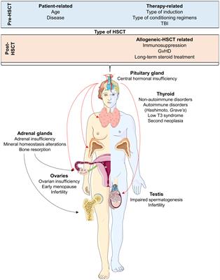 Editorial: Endocrinological sequelae of hematopoietic stem cell transplantation